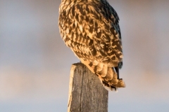 Hibou des marais
