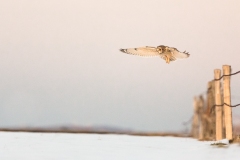 Hibou des marais