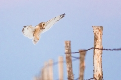 Hibou des marais