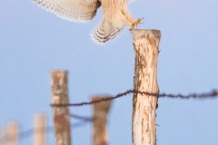 Hibou des marais