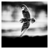Hibou des marais