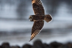 Hibou des marais