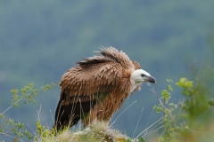Vautour fauve