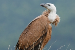 Vautour fauve