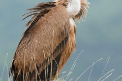 Vautour fauve