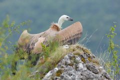 Vautour fauve
