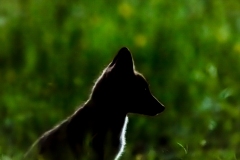 Renard roux