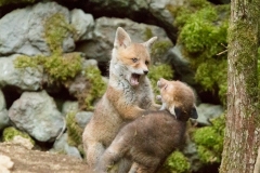 Renardeaux