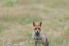 Renard roux