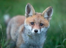 Renard roux