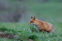 Renard roux