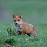 Renard roux