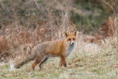 Renard roux