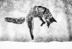 Renard roux
