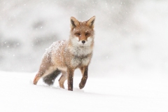 Renard roux