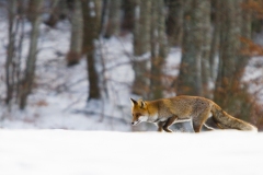 Renard roux