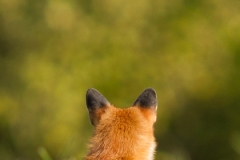 Renard roux