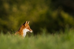 Renard roux