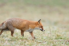 Renard roux