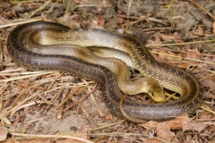 Couleuvre d'Esculape