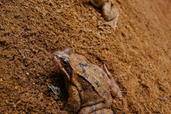Grenouilles rousses