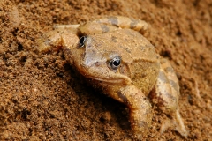Grenouille rousse