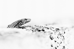 Lézard des murailles
