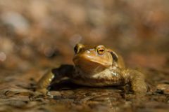 Crapaud commun