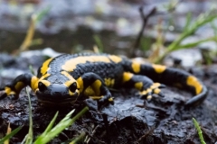 Salamandre tachetée