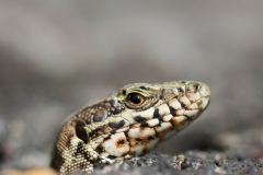 Lézard des murailles