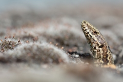 Lézard des murailles
