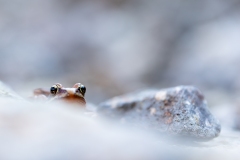grenouille rousse