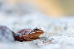 grenouille rousse