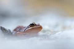grenouille rousse