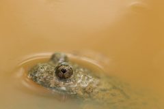 Sonneur à ventre jaune