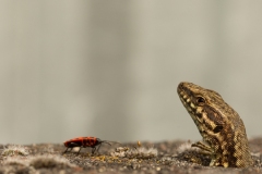 Lézard des murailles
