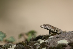 Lézard des murailles