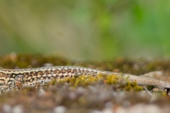 Lézard des murailles