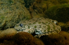 Grenouille rieuse