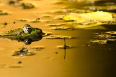 Grenouille verte