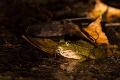 Grenouille verte