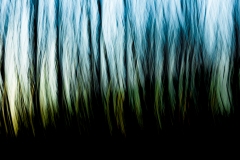 Evanescence hivernale