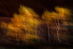 Evanescence automnale #05