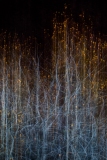 Evanescence automnale #04