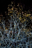 Evanescence automnale