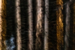 Evanescence hivernale