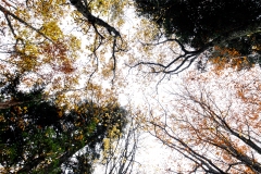 Evanescence automnale