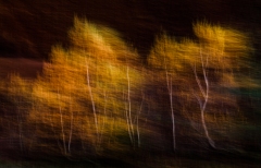 Evanescence automnale #05