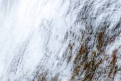 Evanescence automnale
