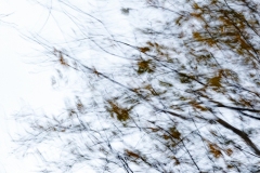 Evanescence automnale #07